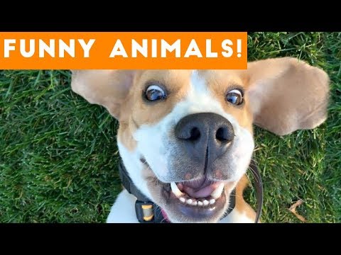 Funniest Pets of the Week Compilation December 2017 | Funny Pet Videos