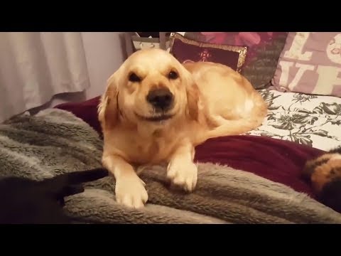 Life Without Dog Is Boring – Funny Dogs Compilation!