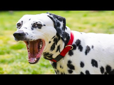 10 Funniest Dog Argument Videos | Funny Dogs Compilation