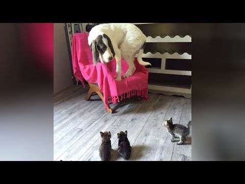 OLD CATS & DOGS can be SUPER FUNNY TOO! – TRY NOT TO LAUGH