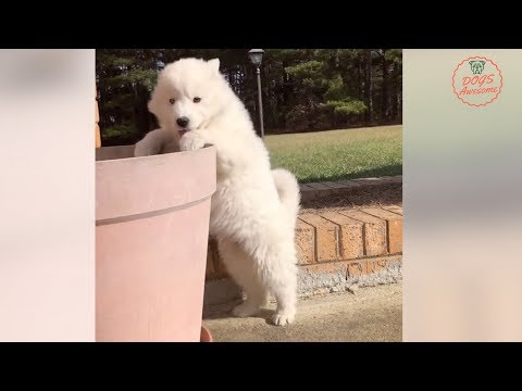 Funniest & Cutest Husky puppies Videos #13 🐶 Siberian Husky Dog Compilation 2018