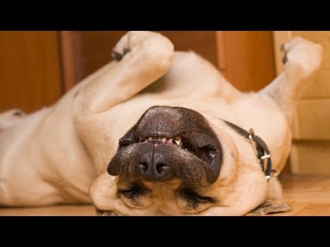 DON’T MISS the FUNNIEST DOG VIDEOS of the YEAR – Funny DOG compilation