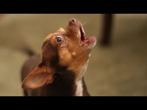 Hilarious Dogs Making Funny Noises Compilation (2017)