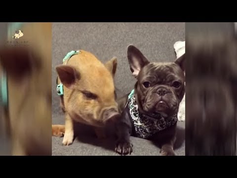 Funniest & Cutest French Bulldog puppies Videos Compilation 2018 | Funny DOG vines compilation #325