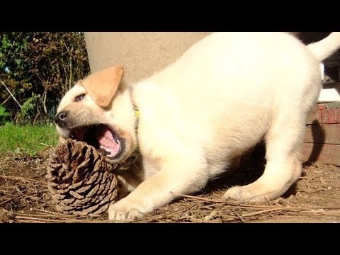 Funniest & Cutest Golden Retriever Videos #14 – Funny Dogs Compilation 2018