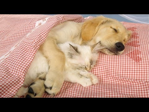 Funniest & Cutest Golden Retriever Videos #11 – Funny Dogs Compilation 2018