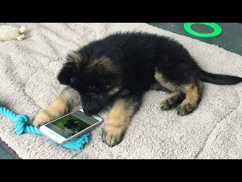 Funniest & Cutest German Shepherd Puppies #3 – Funny Dogs Compilation 2018