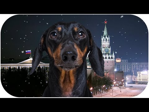 NEW YEAR’S message of the DOG PRESIDENT! Funny animal video!
