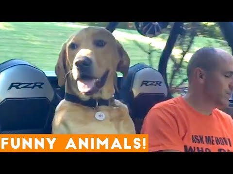 Funniest Pets of the Week Compilation January 2018 | Funny Pet Videos