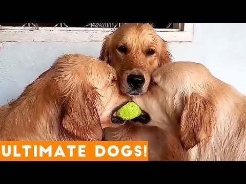 ULTIMATE FUNNIEST DOG & PUPPY Compilation Try Not to Laugh Challenge 2018 | Funny Pet Videos