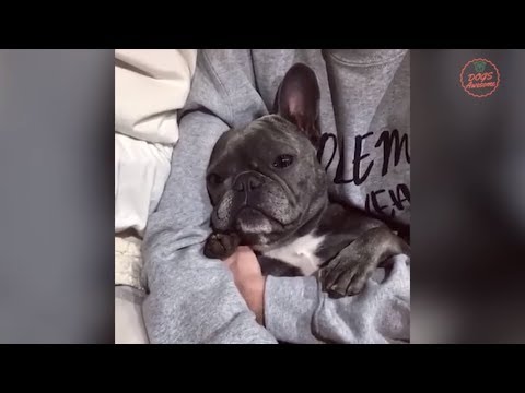 Funniest & Cutest French Bulldog puppies Videos Compilation 2018 | Funny DOG vines compilation #322