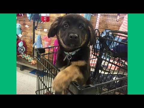 Funniest & Cutest German Shepherd Puppies #2 – Funny Dogs Compilation 2018