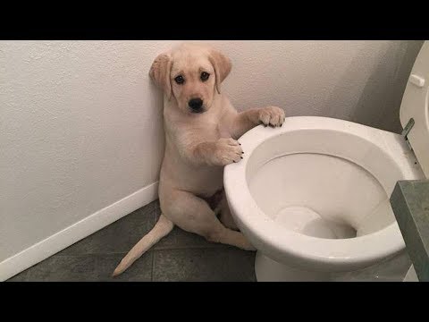 Best Of Cute Golden Retriever Puppies Compilation – Funny Dogs 2017