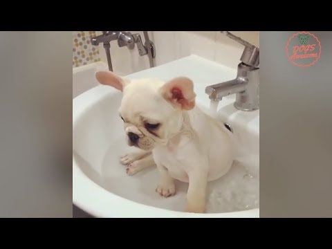 Funniest & Cutest French Bulldog puppies Videos Compilation 2018 | Funny DOG vines compilation #339