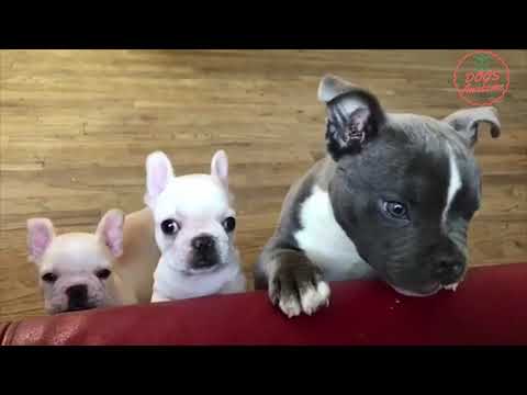 Funniest & Cutest French Bulldog puppies Videos Compilation 2018 | Funny DOG vines compilation #341