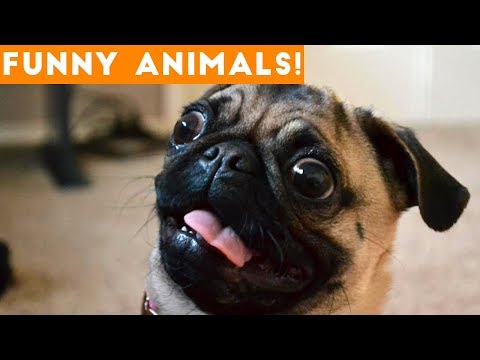 Funniest Pets of the Week Compilation January 2018 | Funny Pet Videos