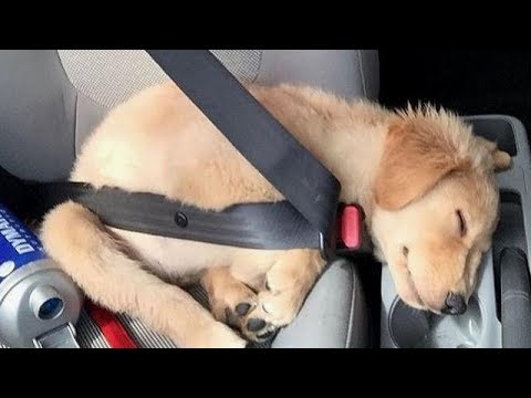 Funniest & Cutest Golden Retriever Videos #12 – Funny Dogs Compilation 2018