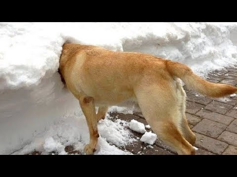 Funny Dogs in Snow – Funniest Dogs in Snow Compilation – Funny Dog Videos – Funny Dog Snow Videos