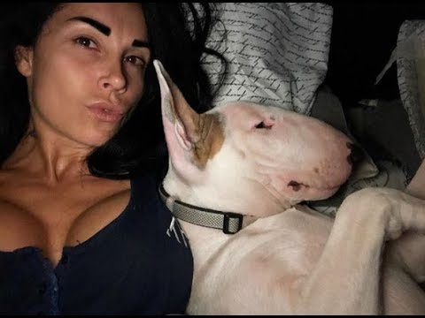 Ultimate Funny And Cute Bull Terrier Dogs Videos Best Funny Dog Vines 2018
