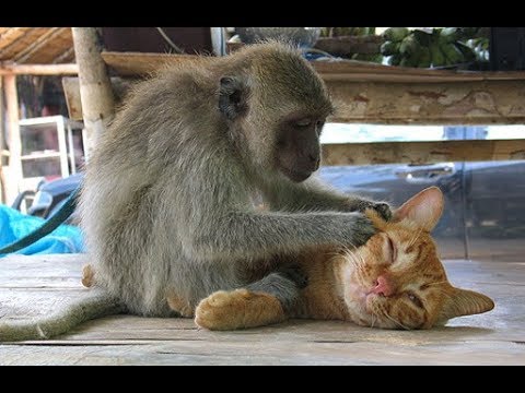 TRY NOT TO LAUGH CHALLENGE – Funniest Monkeys Vs Cats and Dogs Videos Compilation 2017|| NEW HD