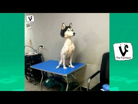 TRY NOT TO LAUGH – Funny Dog Fails Vines Compilation of June 2017 (Part 1) !!!