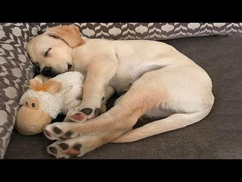 Funniest & Cutest Golden Retriever Videos #13 – Funny Dogs Compilation 2018