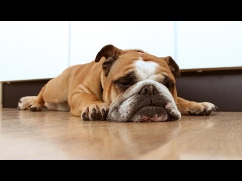 Funny Lazy Dogs Compilation (2016)