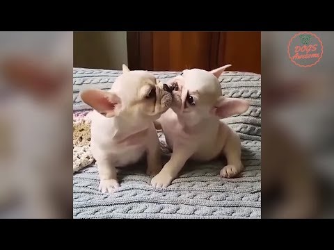 Funniest & Cutest French Bulldog puppies Videos Compilation 2018 | Funny DOG vines compilation #334