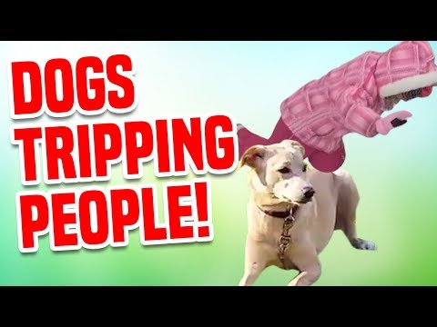 Dogs Tripping People! | Funniest Dog Videos