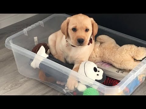Best Of Cute Golden Retriever Puppies Compilation #3 – Funny Dogs 2018
