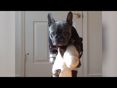 Funniest & Cutest French Bulldog puppies Videos Compilation 2018 | Funny DOG vines compilation #368