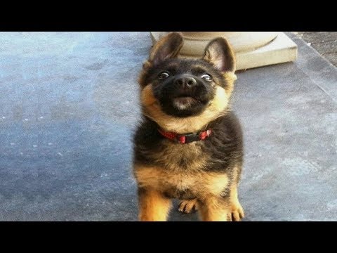 Funniest & Cutest German Shepherd Puppies #8 – Funny Dogs Compilation 2018