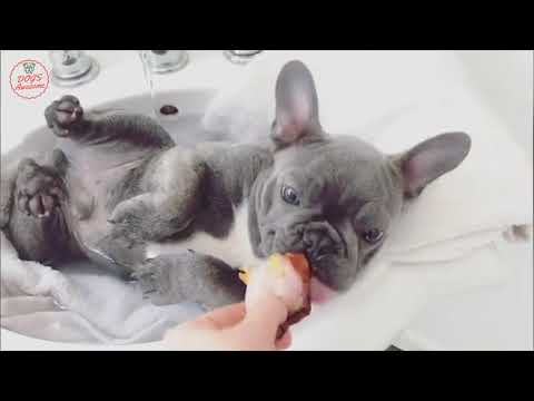 Funniest & Cutest French Bulldog puppies Videos Compilation 2018 | Funny DOG vines compilation #371