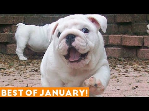 Funniest Pet Reactions & Bloopers of January 2018 | Funny Pet Videos
