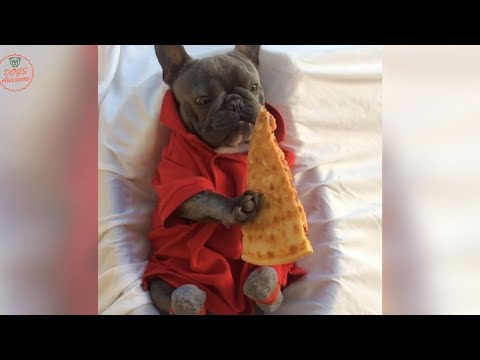 Funniest & Cutest French Bulldog puppies Videos Compilation 2018 | Funny DOG vines compilation #370