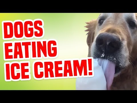 Adorable Dogs Eating Ice Cream | Funny Dog Compilation
