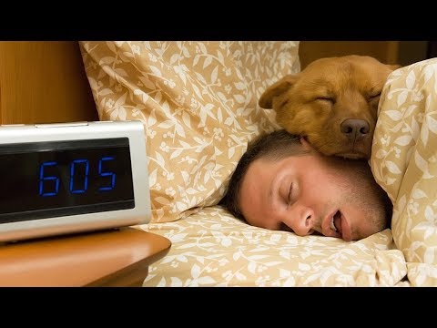 FUNNY Dogs want to sleep with owner  | Top Dogs video Compilation