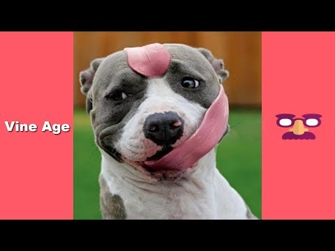 FUNNY DOGS Compilation (W/Titles) TRY NOT to LAUGH Watching Funny Videos February 2018 – Vine Age✔