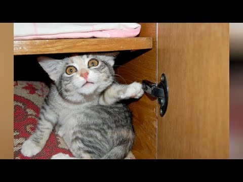 LAUGH extremely hard at FUNNY ANIMALS – Funny ANIMAL VIDEOS compilation