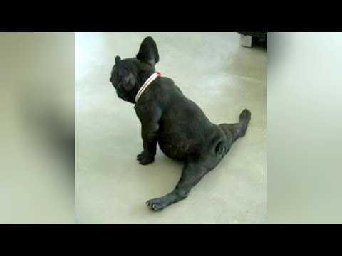 This video is the RIGHT ADDRESS If you WANT TO DIE FROM LAUGHING – Funny DOG compilation