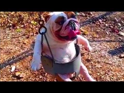 Funny Dog Videos Compilation  , Dogs 1080p