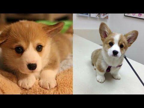 Funny Dogs – A Cute And Funniest Puppy Videos Compilation #5