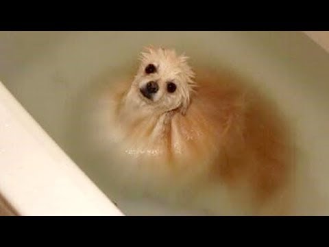 FUNNY DOGS + WATER = You LAUGH (Funny DOG VIDEOS compilation)