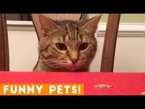 Funniest Pets of the Week Compilation February 2018 | Funny Pet Videos