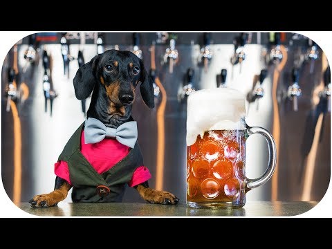 What if DOG is BARTENDER? Funny and crazy animal video!