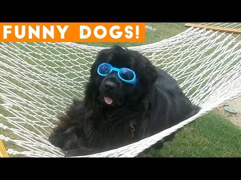 Ultimate FUNNIEST DOG / Puppy Compilation Try Not to Laugh Challenge 2018 | Funny Pet Videos
