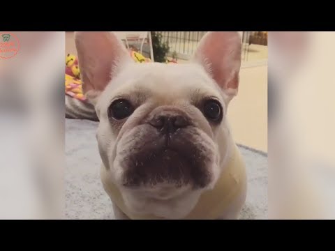 Funniest & Cutest French Bulldog puppies Videos Compilation 2018 | Funny DOG vines compilation #373