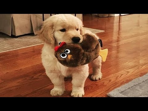 Best Of Cute Golden Retriever Puppies Compilation #17 – Funny Dogs 2018
