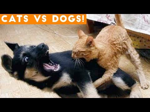 The Funniest Dogs Vs. Cats Compilation 2018| Funny Dog Videos