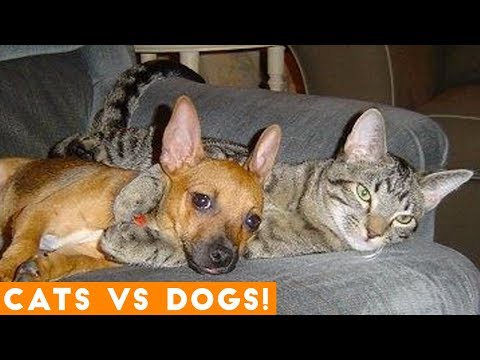The Funniest Dogs Vs. Cats Compilation 2018| Funny Pet Videos